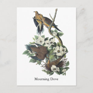Mourning Dove, John Audubon Vykort