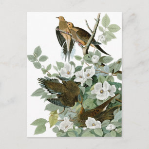 Mourning Dove, John James Audubon Bra Vykort