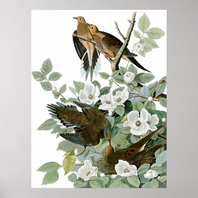 Mourning Dove, John James Audubon Fine Art Poster (Framsidan)