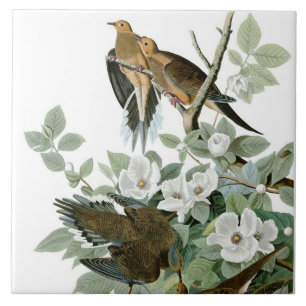 Mourning Dove, John James Audubon Kakelplatta