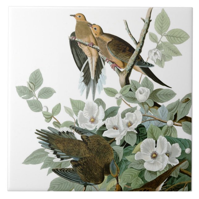 Mourning Dove, John James Audubon Kakelplatta (Framsidan)