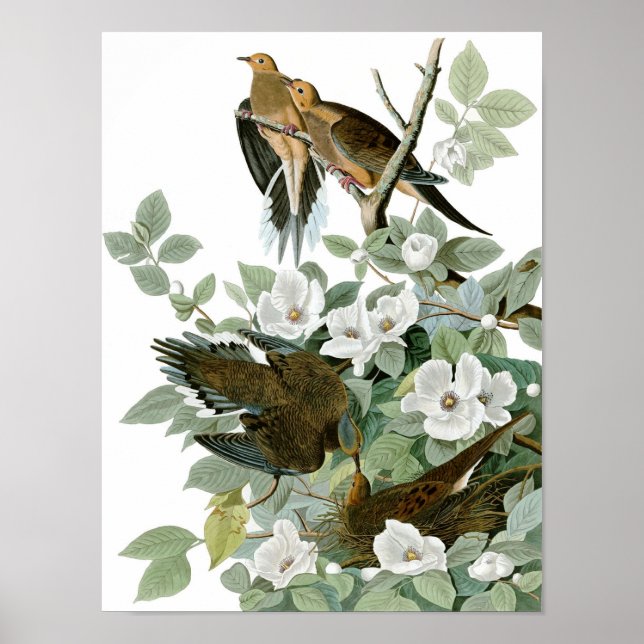 Mourning Dove, John James Audubon Poster (Framsidan)