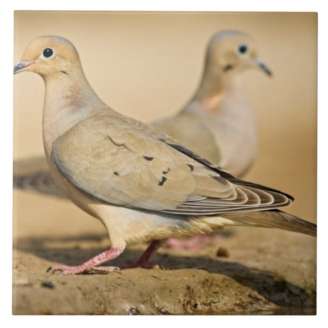 Mourning Dove Kakelplatta (Framsidan)