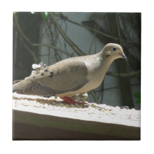 Mourning Dove Kakelplatta