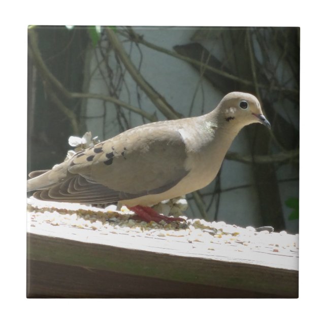 Mourning Dove Kakelplatta (Framsidan)