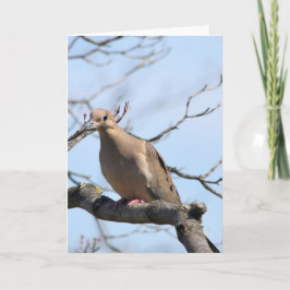 Mourning Dove Kort