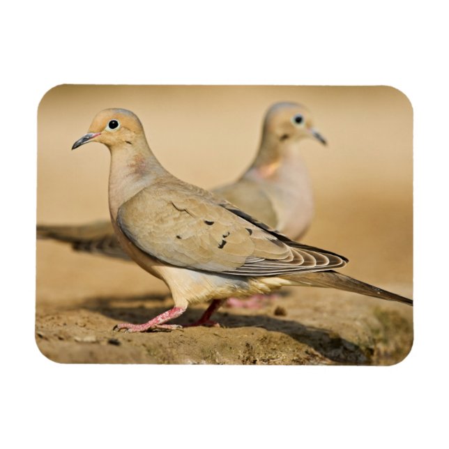 Mourning Dove Magnet (Horisontell)