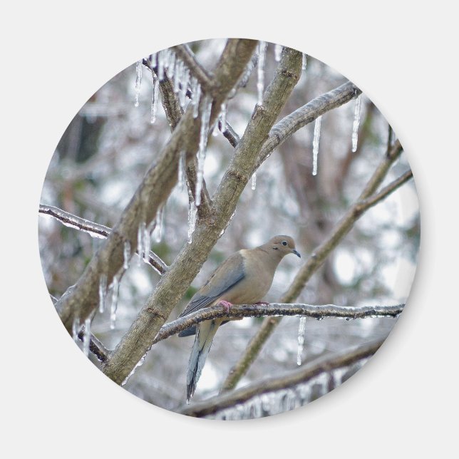 Mourning Dove Magnet (Framsidan)