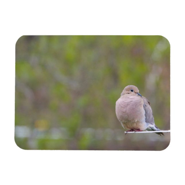 Mourning Dove Magnet (Horisontell)