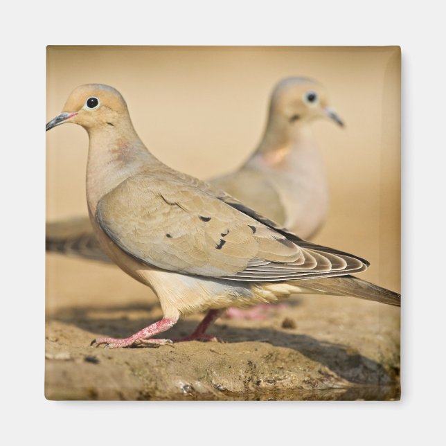 Mourning Dove Magnet (Framsidan)
