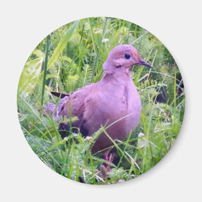 Mourning Dove Magnet (Framsidan)