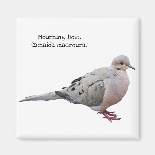 Mourning Dove Magnet (Framsidan)