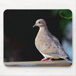 Mourning Dove Musmatta