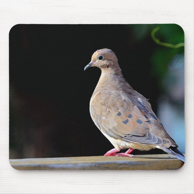 Mourning Dove Musmatta (Framsidan)