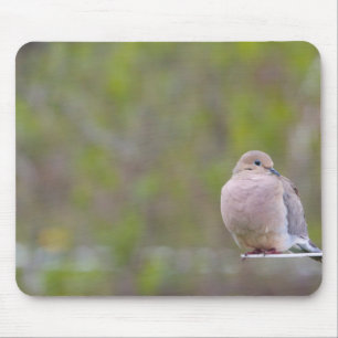 Mourning Dove Musmatta