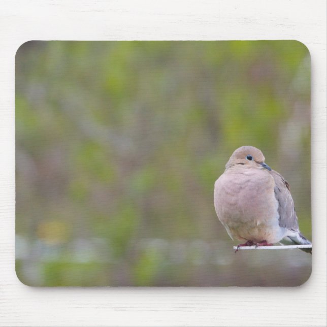 Mourning Dove Musmatta (Framsidan)