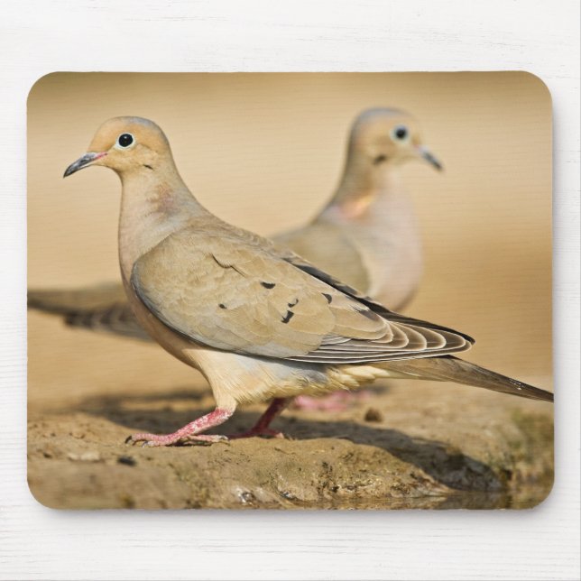 Mourning Dove Musmatta (Framsidan)
