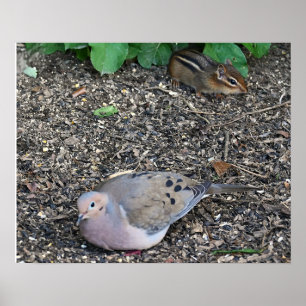 Mourning Dove och Chipmunk Poster