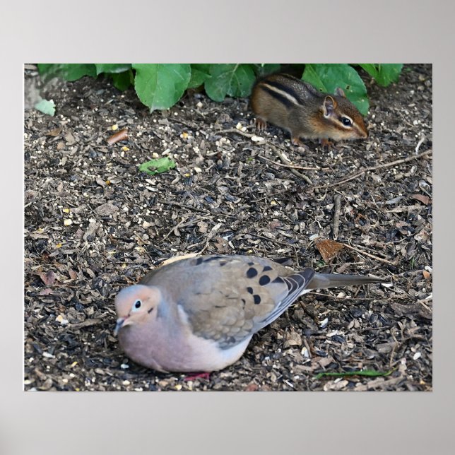 Mourning Dove och Chipmunk Poster (Framsidan)
