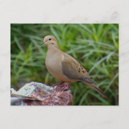 Mourning Dove på Chalcedony fylld Sten Vykort