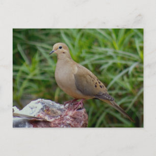 Mourning Dove på Chalcedony fylld Sten Vykort