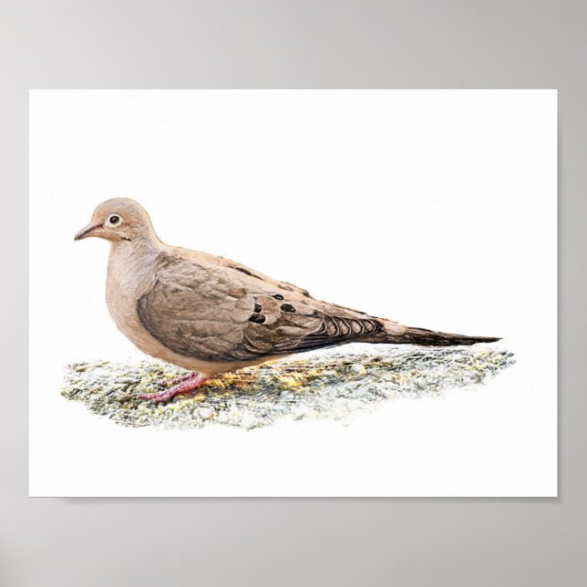 Mourning Dove Poster (Framsidan)