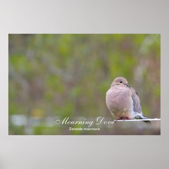 Mourning Dove Poster (Framsidan)