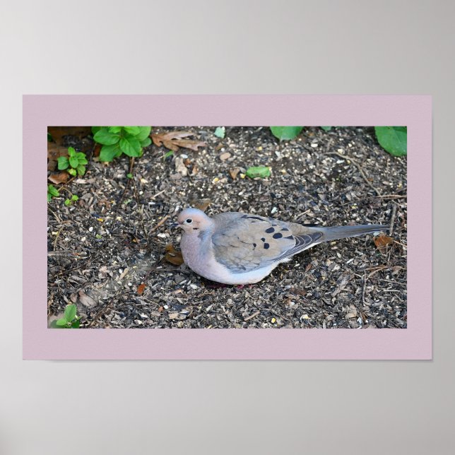 Mourning Dove Poster (Framsidan)