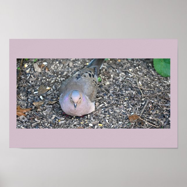 Mourning Dove Poster (Framsidan)