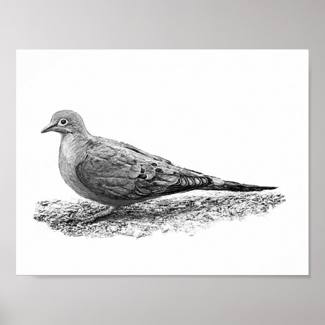 Mourning Dove Poster (Framsidan)