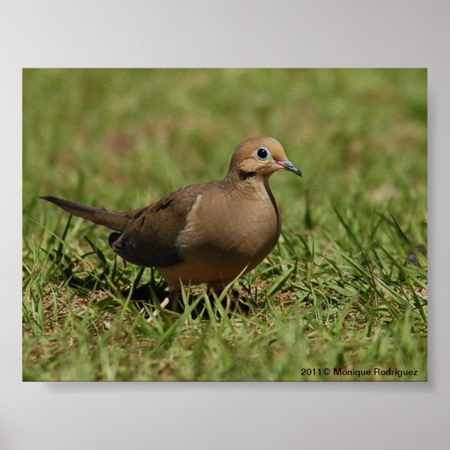 Mourning Dove Poster (Framsidan)