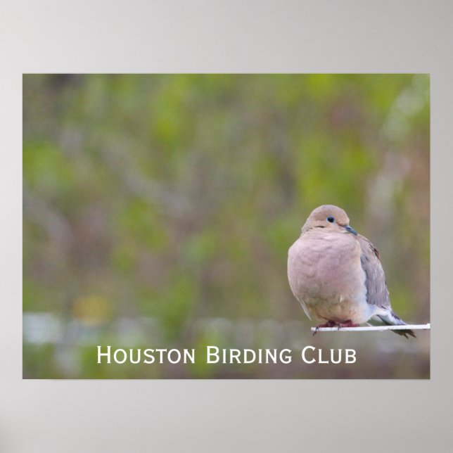 Mourning Dove Poster (Framsidan)