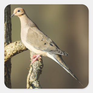 Mourning Dove Sticker Fyrkantigt Klistermärke