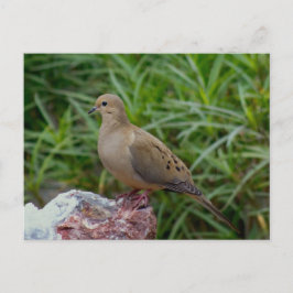 Mourning Dove vid Sten Vykort