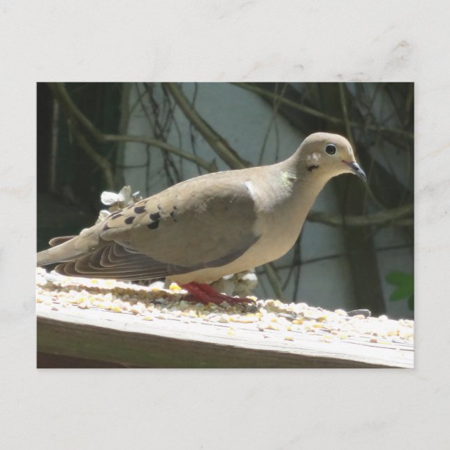 Mourning Dove Vykort (Framsida)