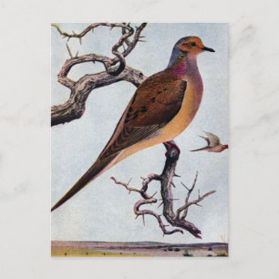 Mourning Dove Vykort