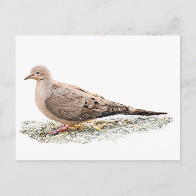 Mourning Dove Vykort (Framsida)