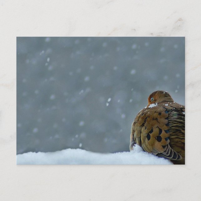 Mourning Dove Vykort (Framsida)