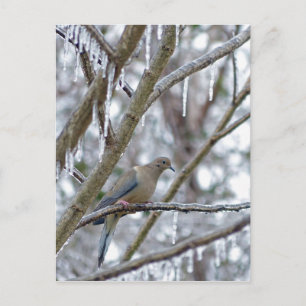 Mourning Dove Vykort