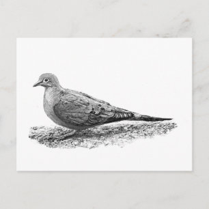 Mourning Dove Vykort