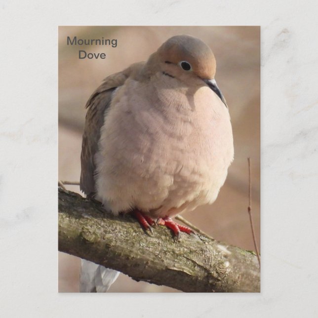 Mourning Dove Vykort (Framsida)