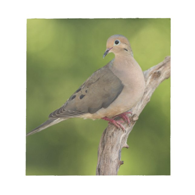 Mourning Dove, Zenaida macroura Anteckningsblock (Framsida)