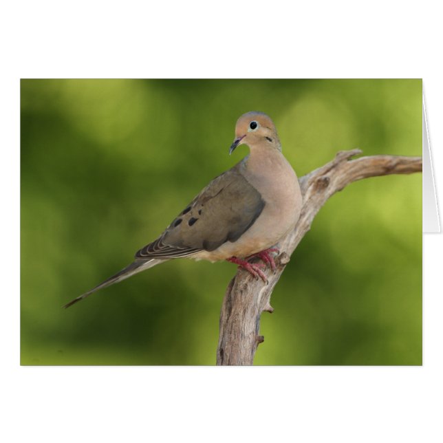 Mourning Dove, Zenaida macroura Hälsningskort (Framsidan Horizontal)