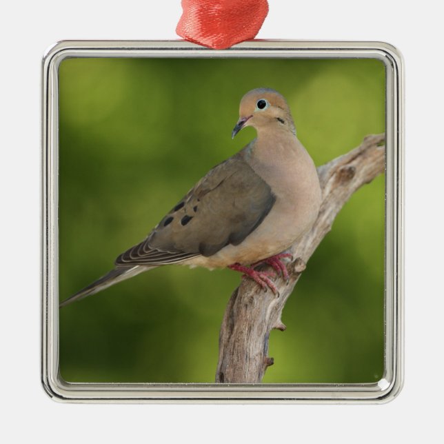 Mourning Dove, Zenaida macroura Julgransprydnad Metall (Framsidan)