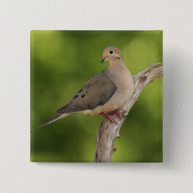 Mourning Dove, Zenaida macroura Knapp (Framsida)