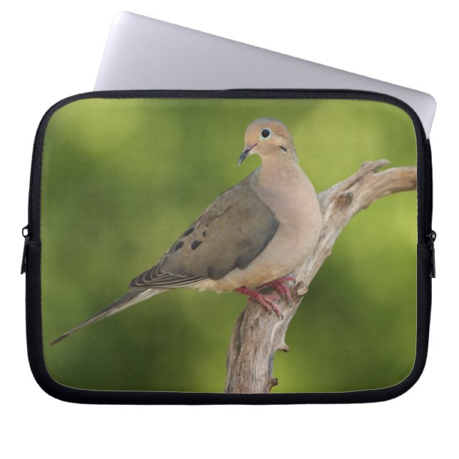 Mourning Dove, Zenaida macroura Laptop Fodral (Framsidan)