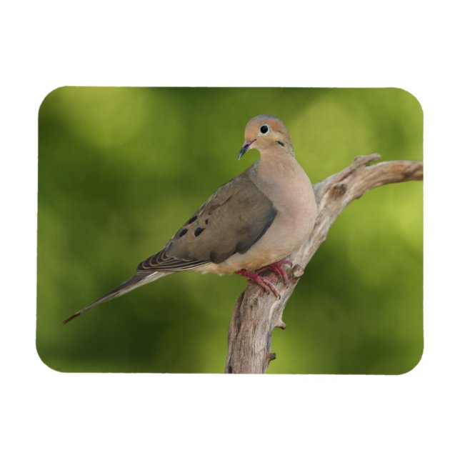 Mourning Dove, Zenaida macroura Magnet (Horisontell)