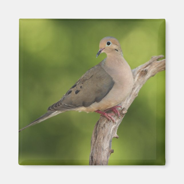 Mourning Dove, Zenaida macroura Magnet (Framsidan)