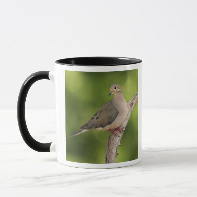 Mourning Dove, Zenaida macroura Mugg (Vänster)