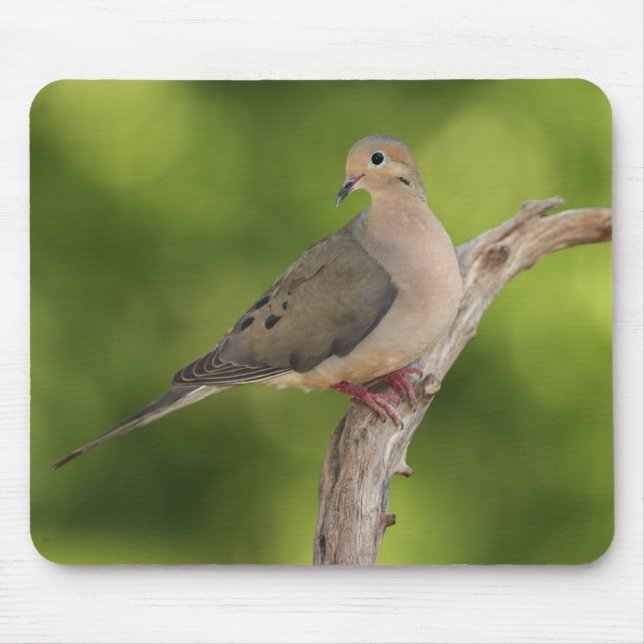 Mourning Dove, Zenaida macroura Musmatta (Framsidan)